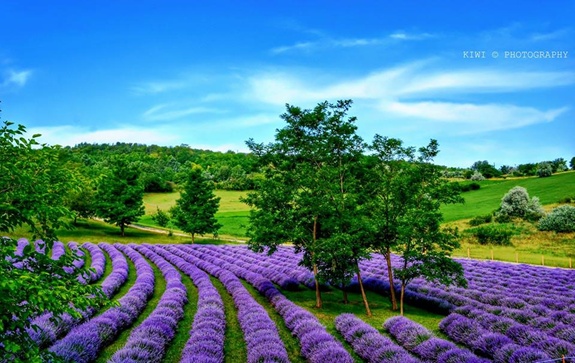 Körőshegyi Levendulás